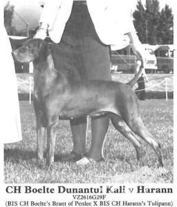 Boelte Dunantul Kali v Harann