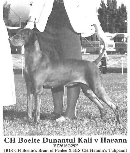 Boelte Dunantul Kali v Harann