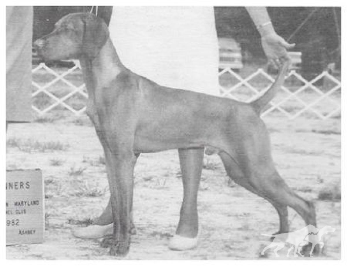 Bear Oak's Alydar Barat