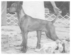 Bear Oak's Alydar Barat