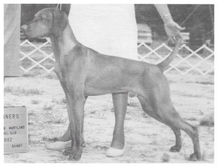 Bear Oak's Alydar Barat