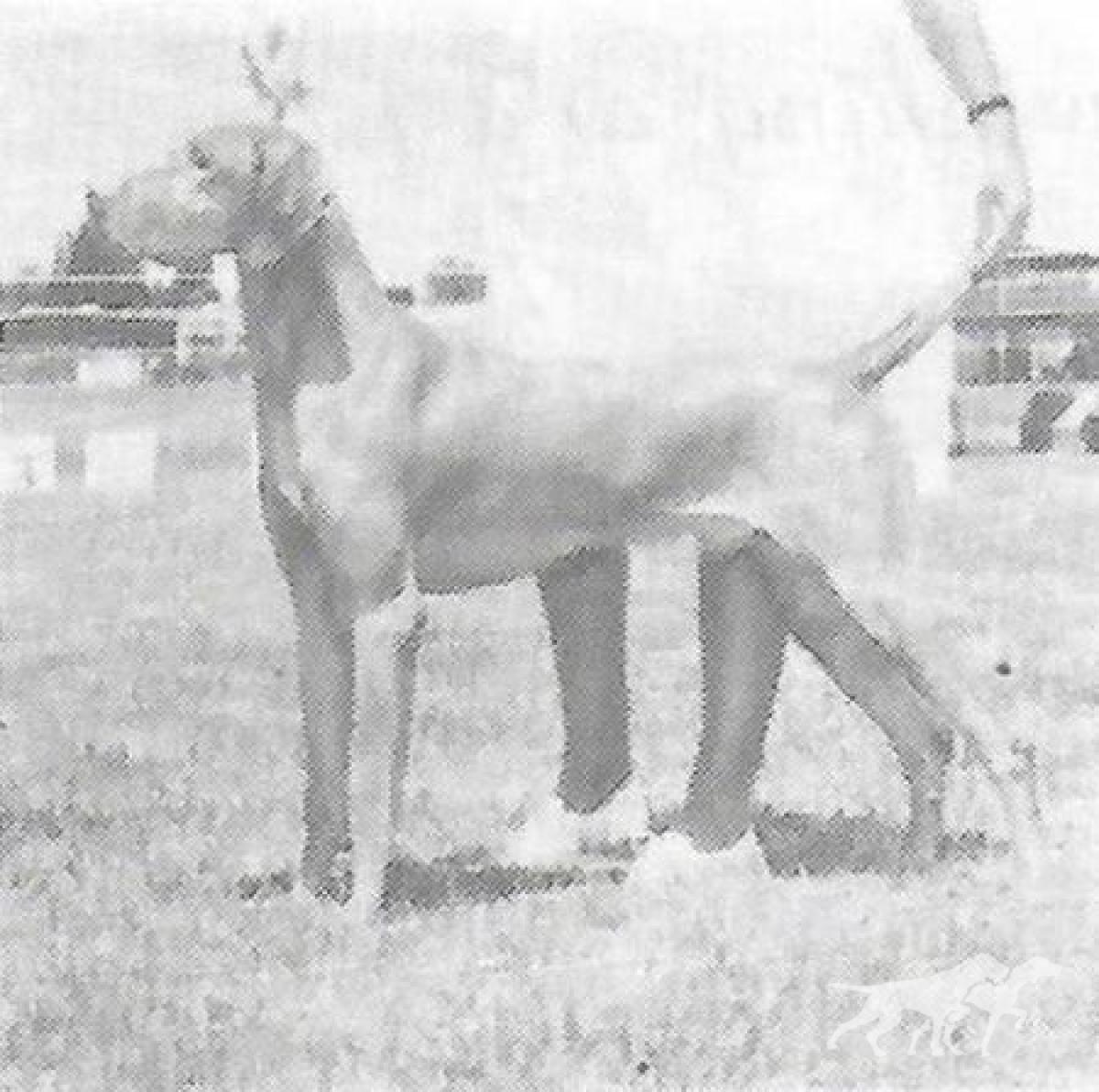 Golden Empire's Beauregard