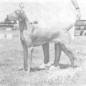 Golden Empire's Beauregard