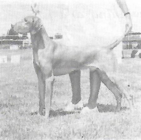 Golden Empire's Beauregard