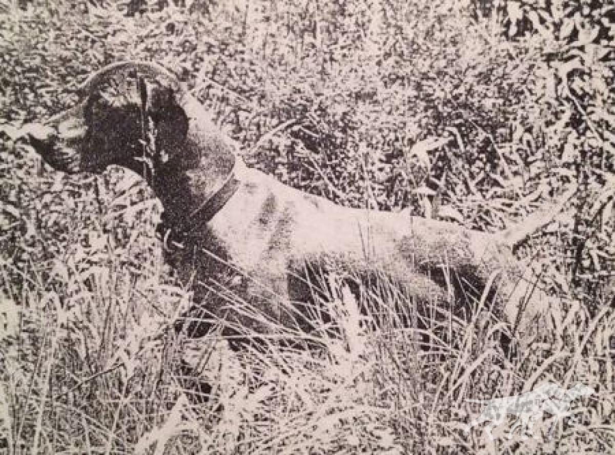 Loughran-Field Sundance Boelte