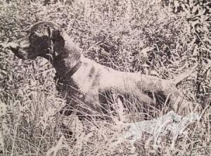 Loughran-Field Sundance Boelte