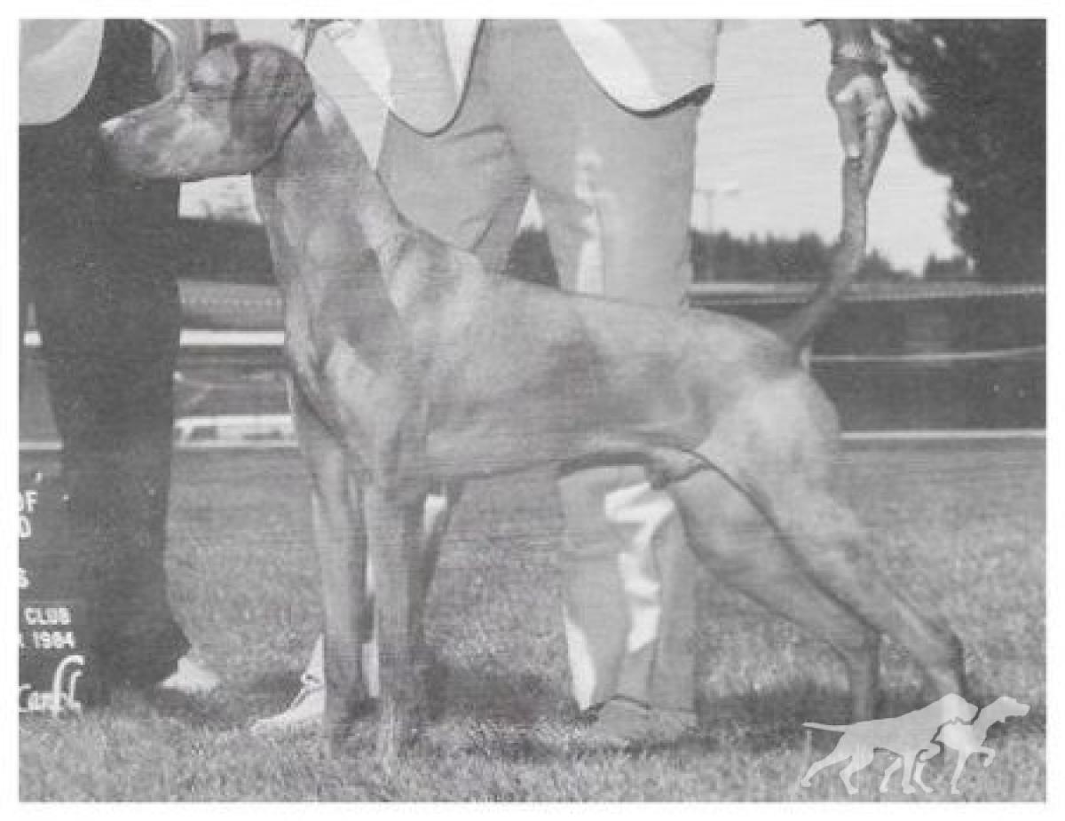 Vizsta's De Oro Ryder