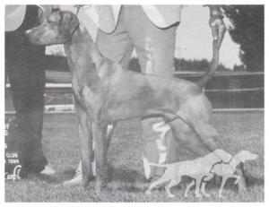 Vizsta's De Oro Ryder
