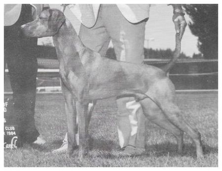 Vizsta's De Oro Ryder