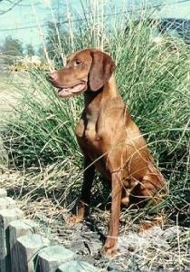 Vizsta's Royal Redd Baron