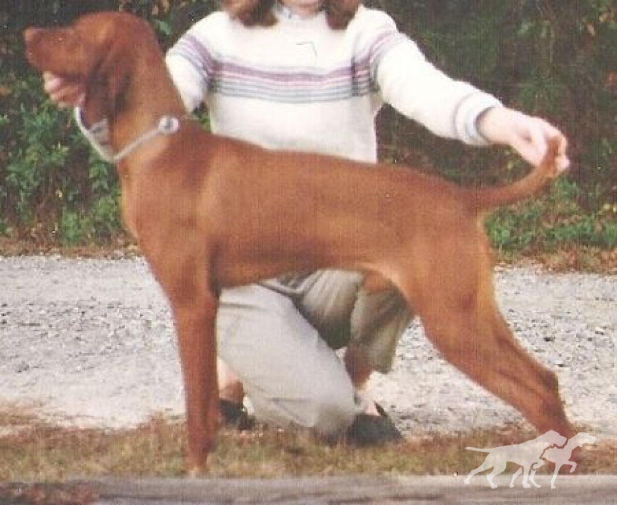 Vizsta's Royal Redd Baron