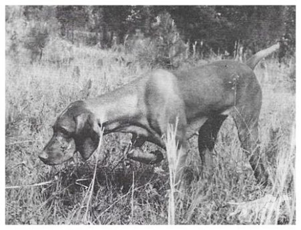 Tsavo's Terrible Tiva