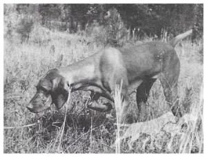 Tsavo's Terrible Tiva