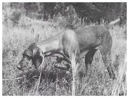 Tsavo's Terrible Tiva