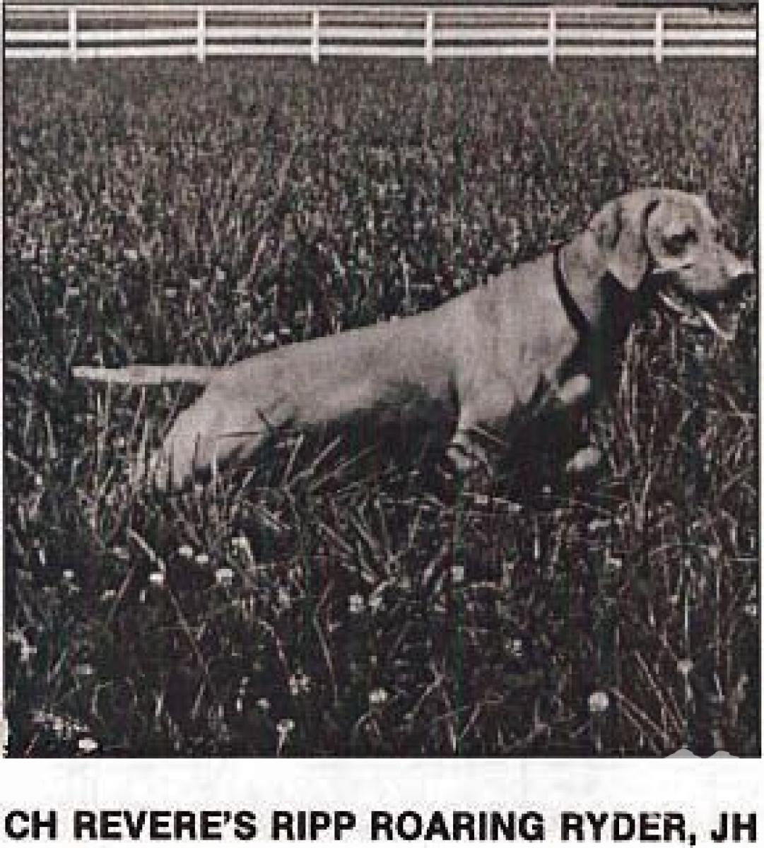Revere's Ripp Roaring Ryder