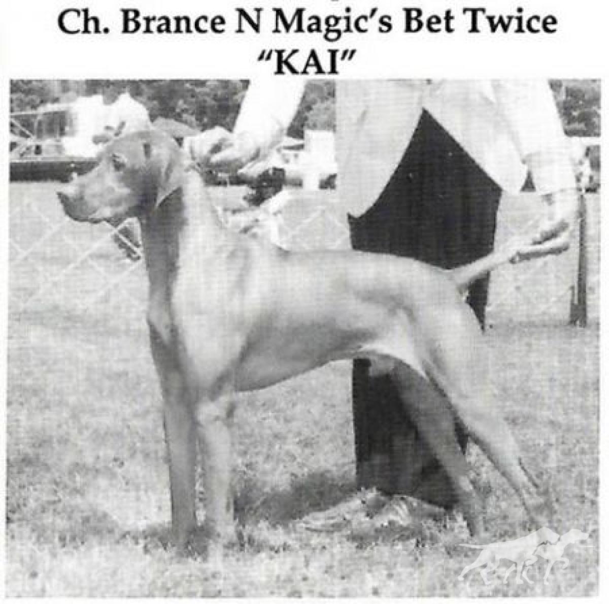 Brance N Magic's Bet Twice