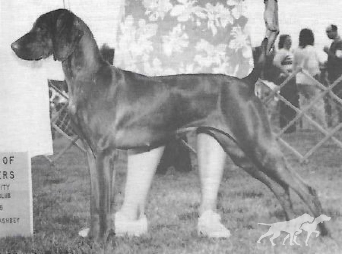 Sasco's Cinnabar Kelty