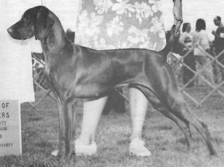 Sasco's Cinnabar Kelty
