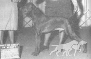 Boshar's Copperfield Bart
