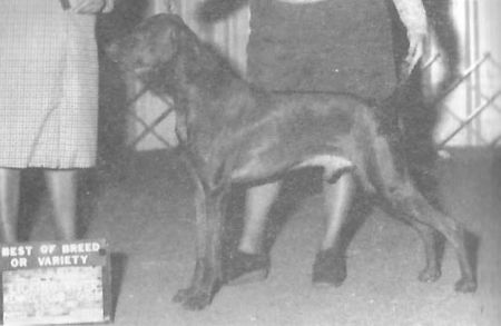 Boshar's Copperfield Bart