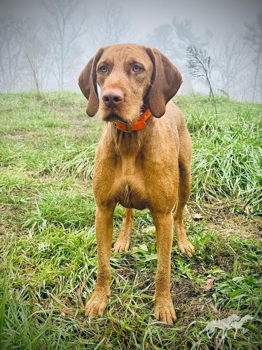 Cico Budafa