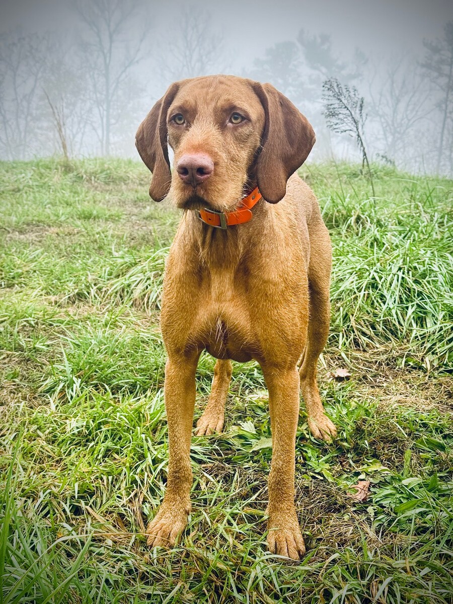 Cico Budafa