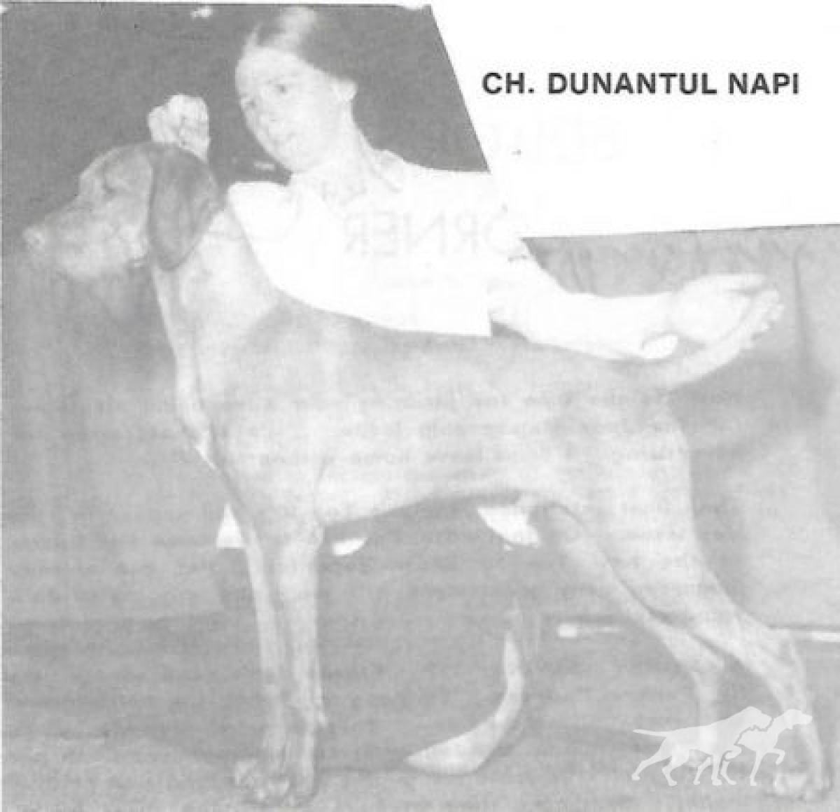 Dunantul Napi