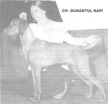 Dunantul Napi