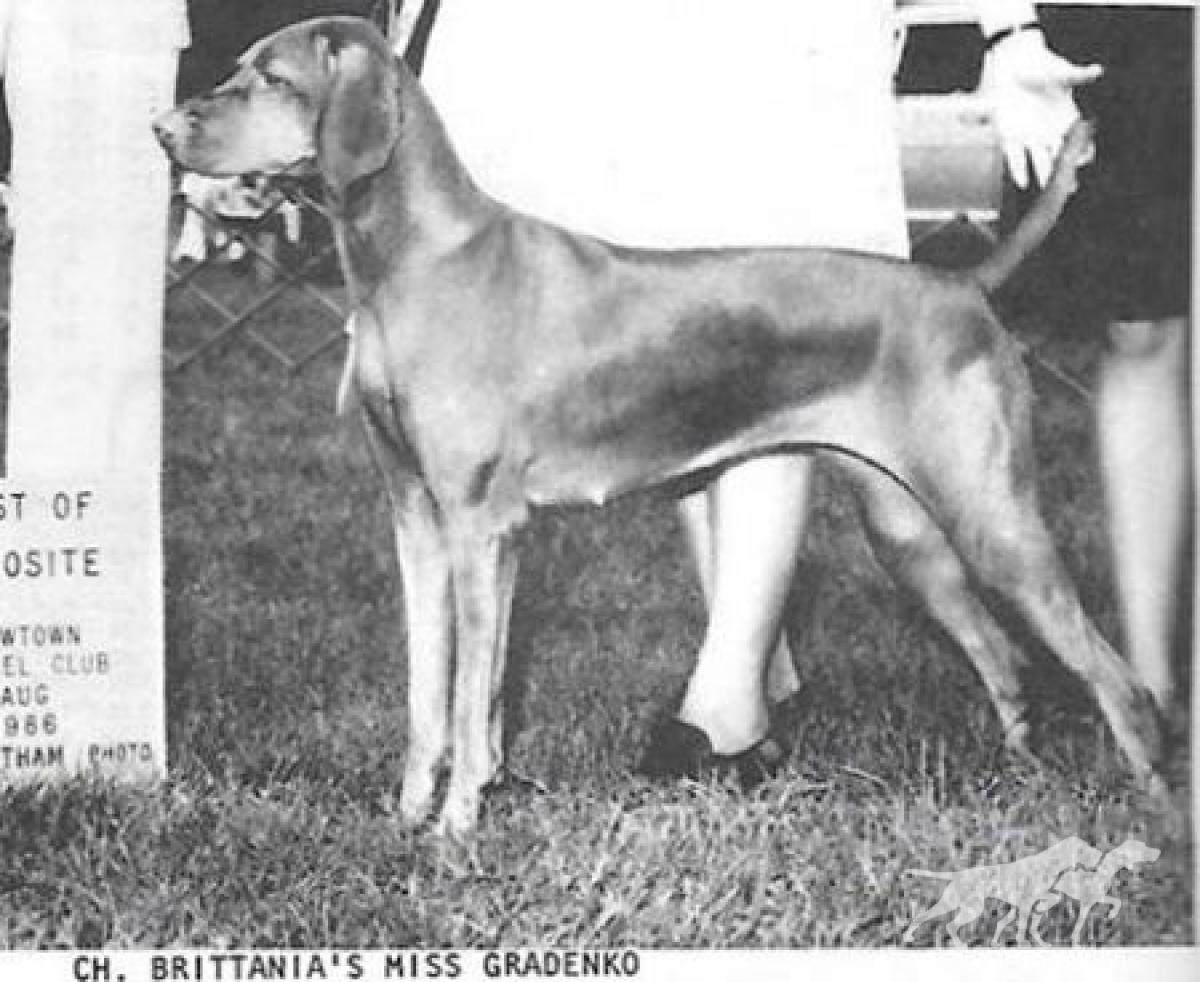 Brittania's Miss Gradenko
