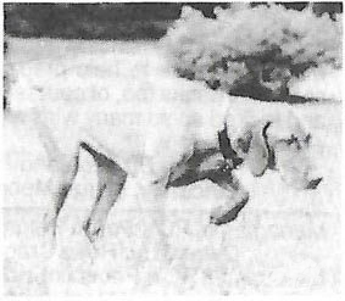 Semper Fi Belleau Wood