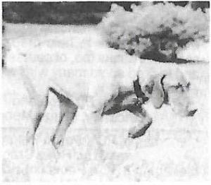 Semper Fi Belleau Wood