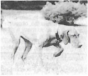 Semper Fi Belleau Wood