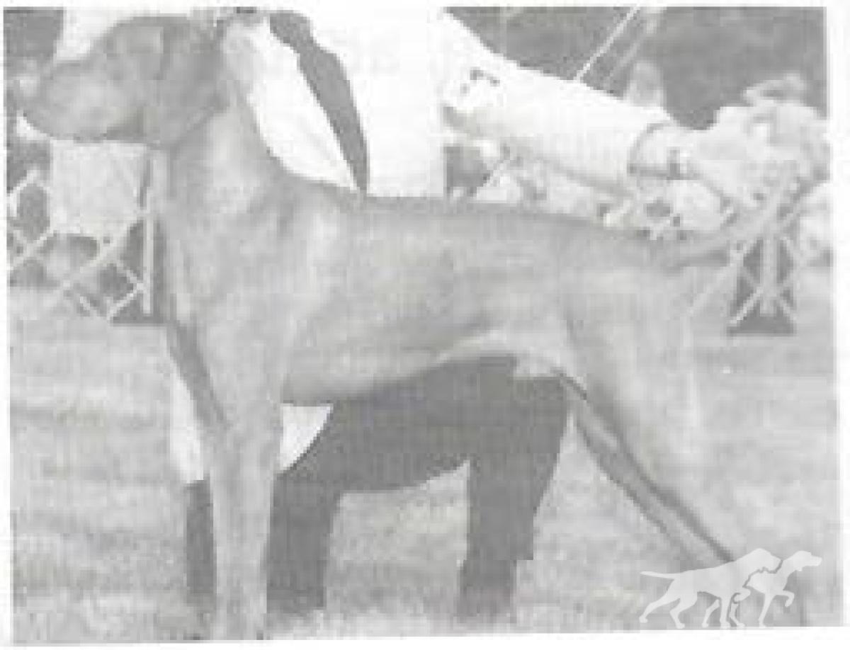 Maxfield's Stormey