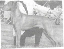 Maxfield's Stormey