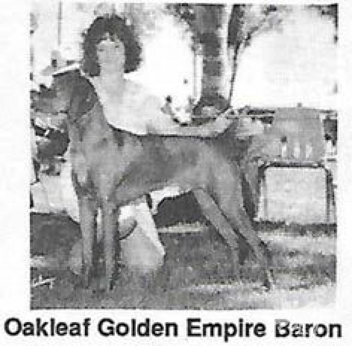 Oakleaf Golden Empire Baron