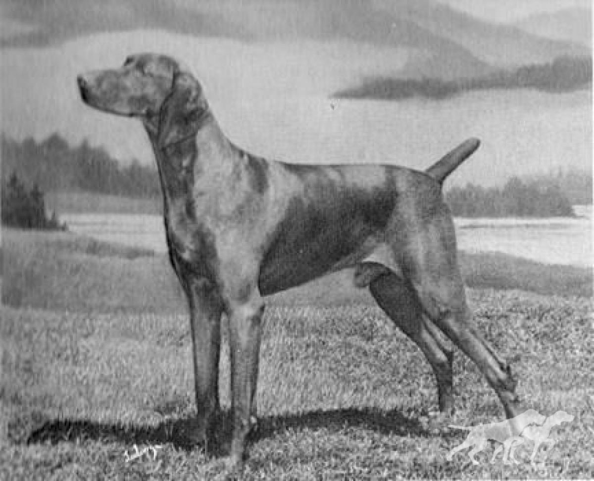 Sandor von Debretsin