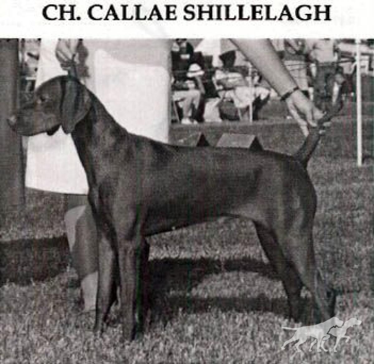 Callae Shillelagh