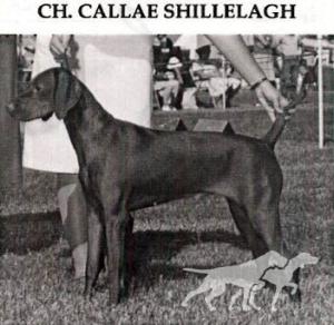 Callae Shillelagh
