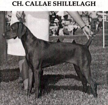 Callae Shillelagh