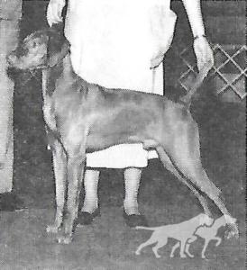 Miska's Magda Tarhonya