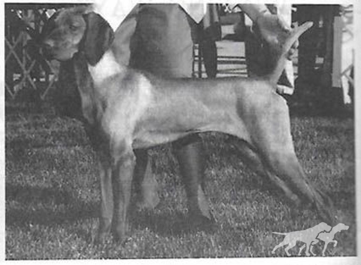 Red Sage Gibson Girl Amber
