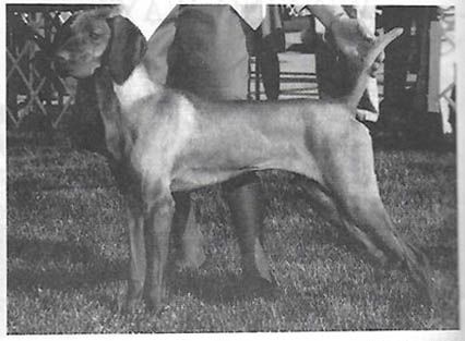Red Sage Gibson Girl Amber