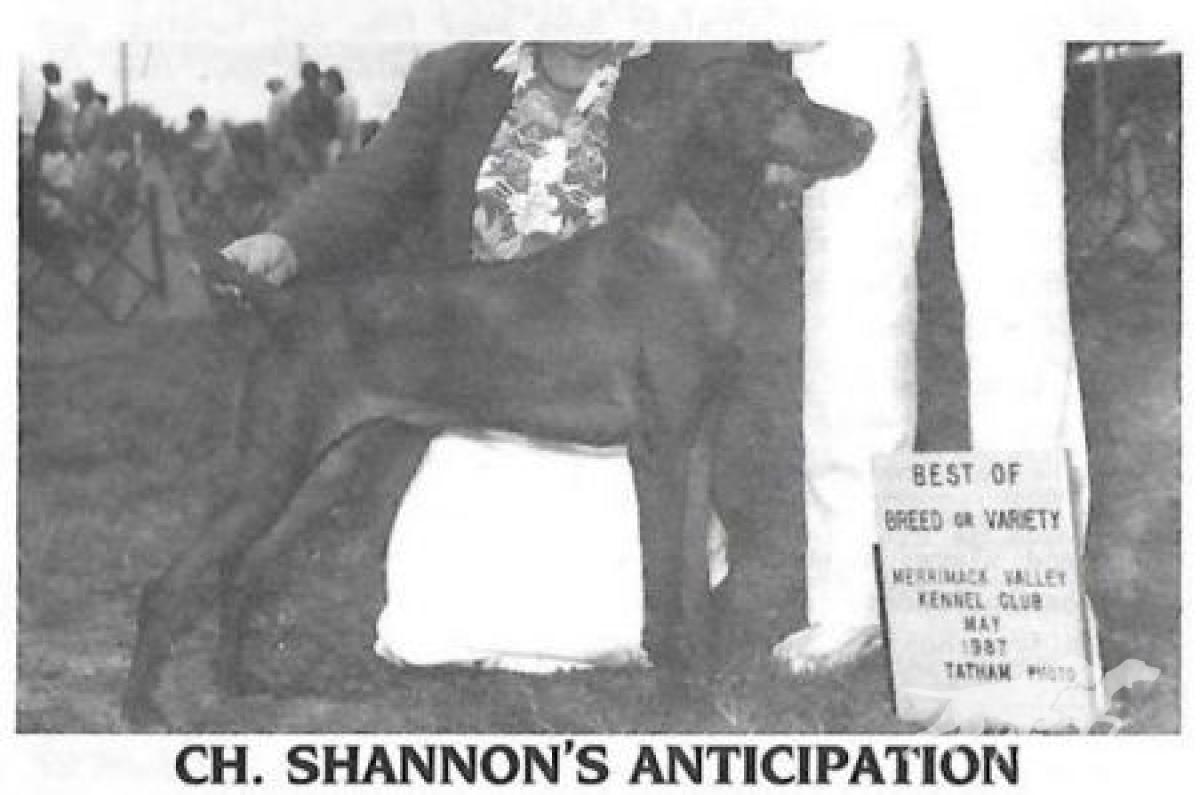 Shannon's Anticipation