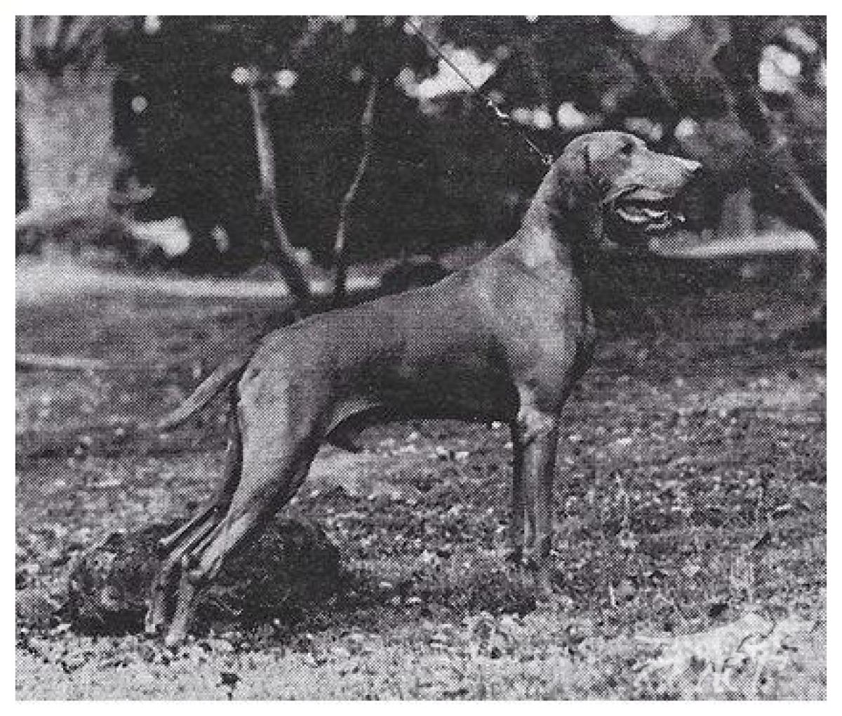 Relwood's Hansel