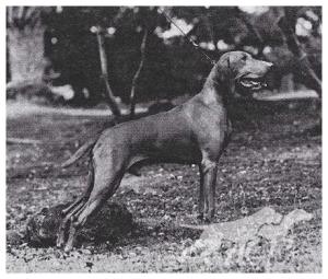 Relwood's Hansel