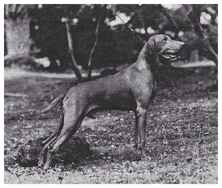 Relwood's Hansel