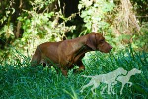 Butterfly Hunter Bogeyman