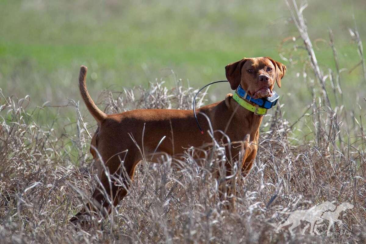 Bravo Pickle's Open Range