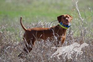 Bravo Pickle's Open Range