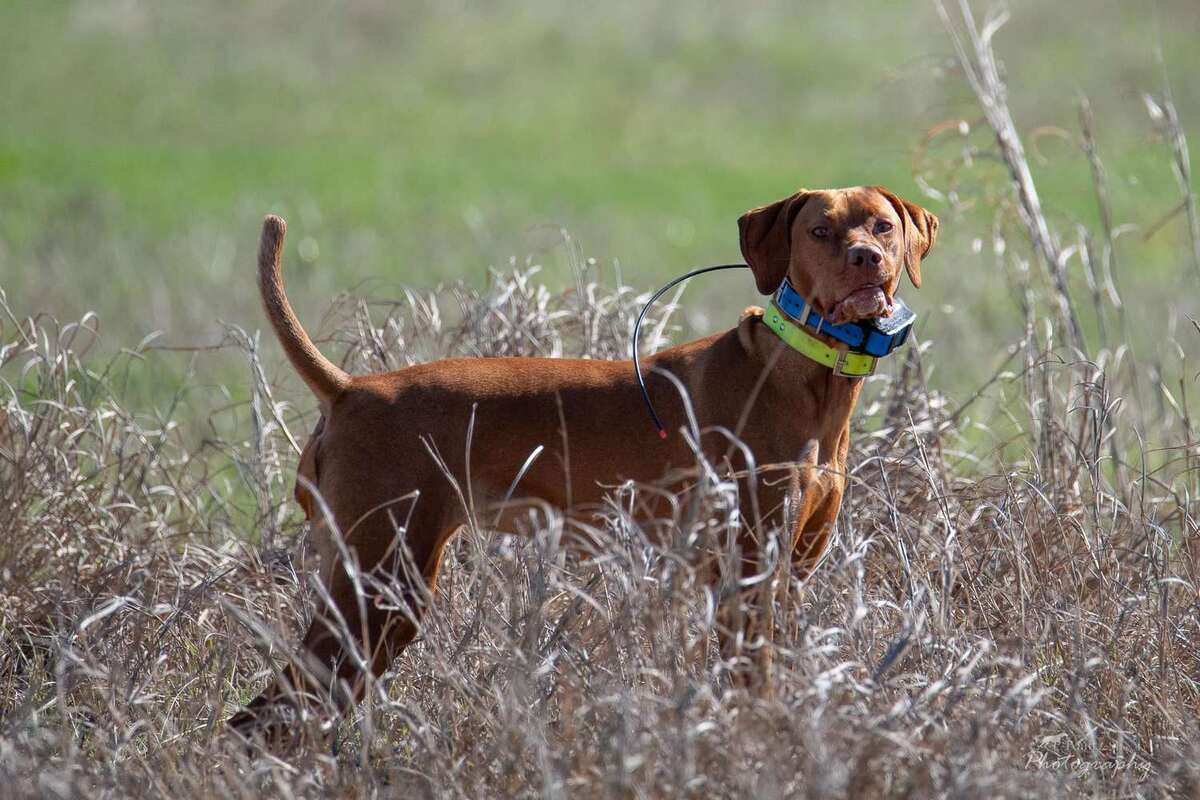Bravo Pickle's Open Range